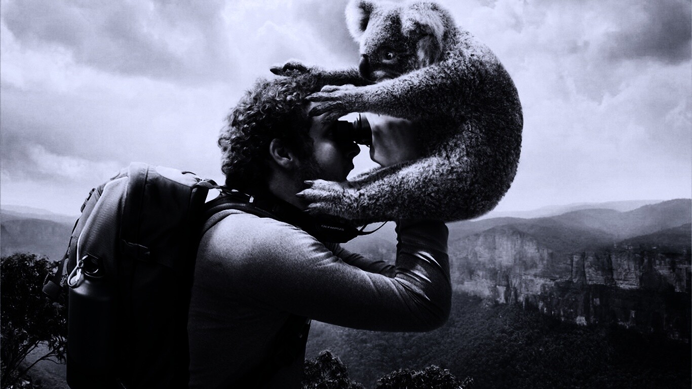 Коала ближе чем кажется обои