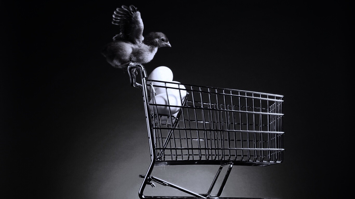 Цыплёнок покупает яйца обои