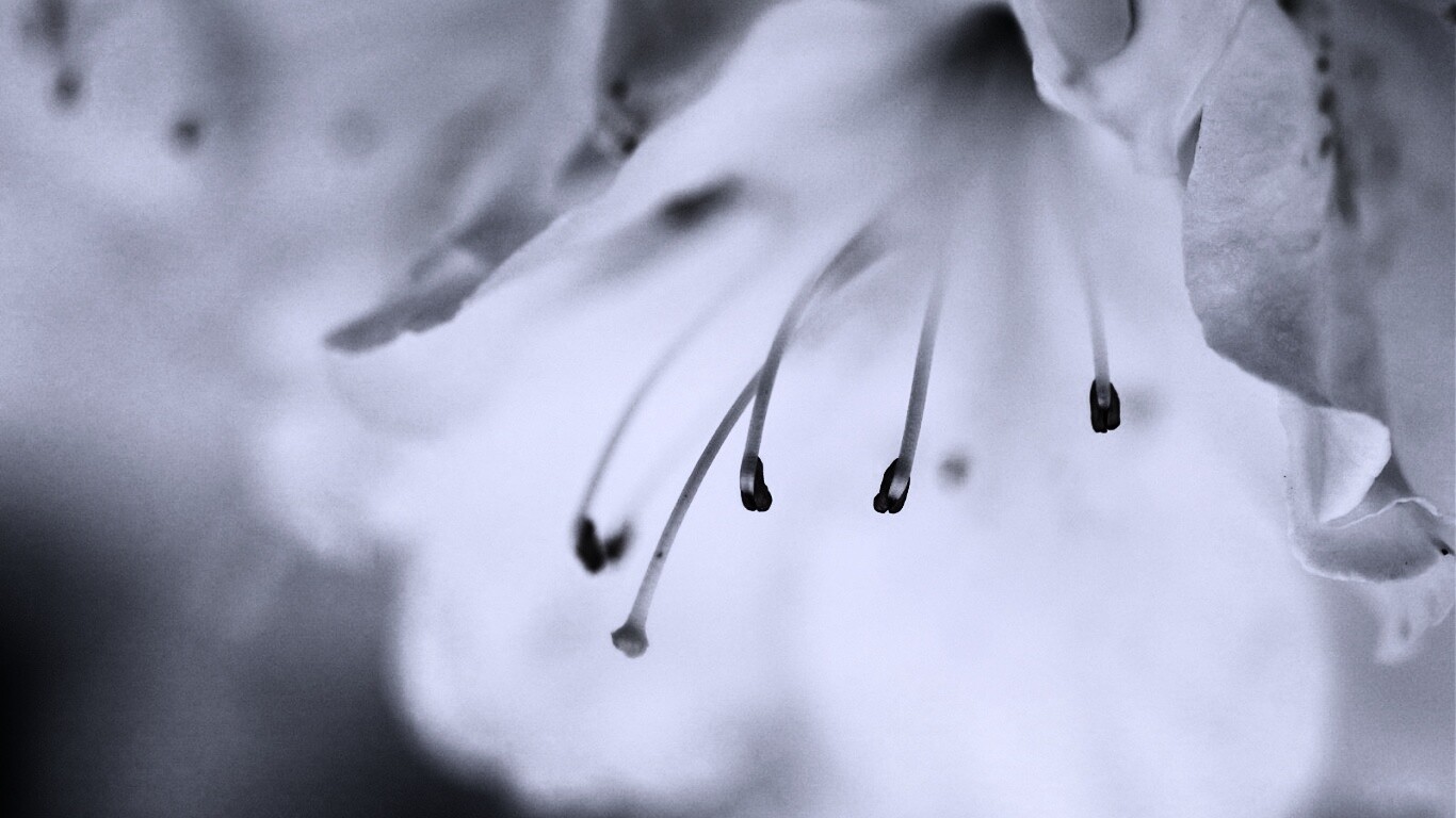 Цветок орхидеи обои