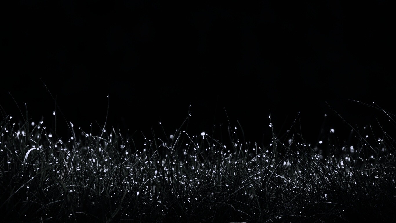 Трава после дождя обои