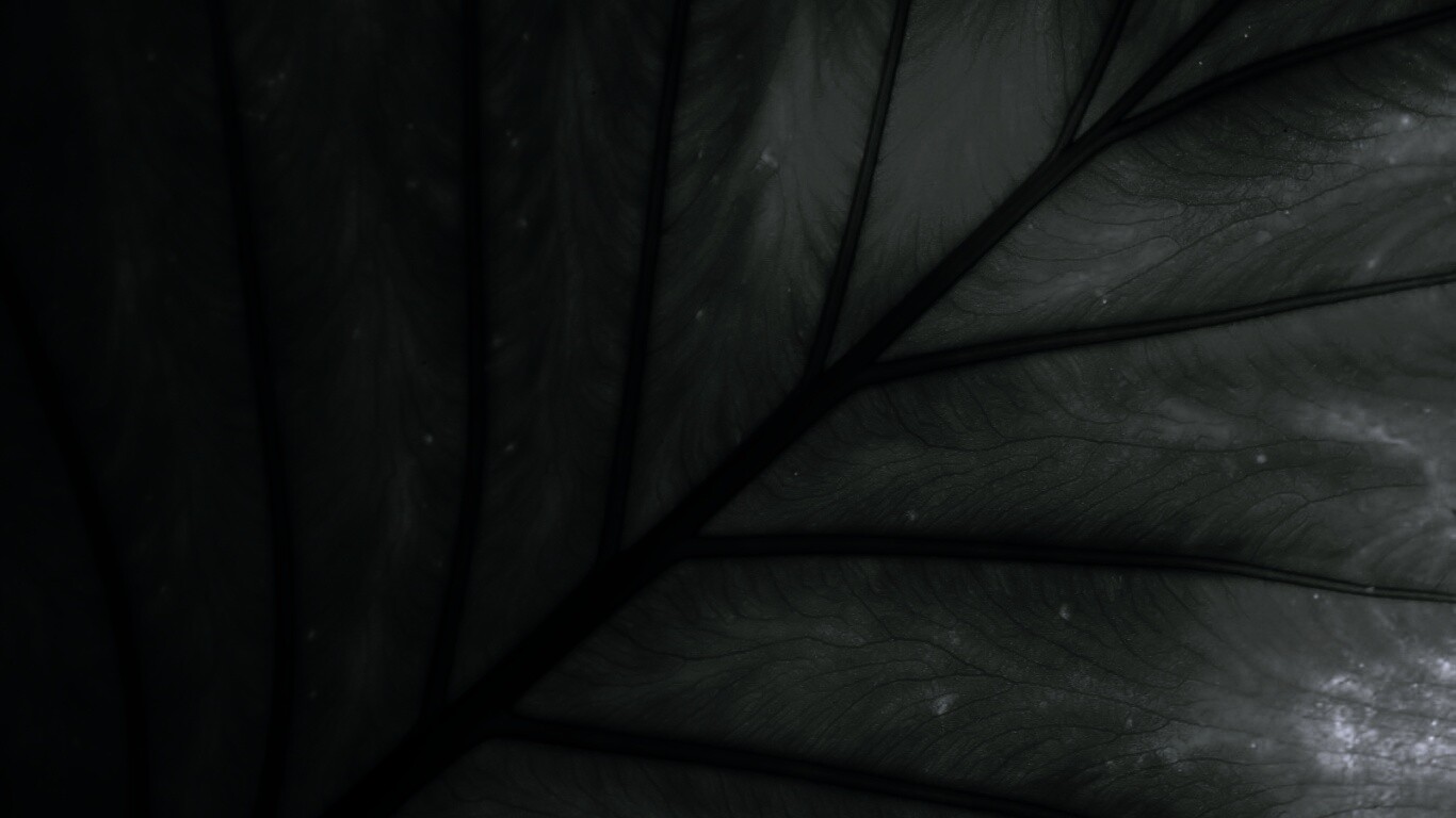 Макро фото листа обои