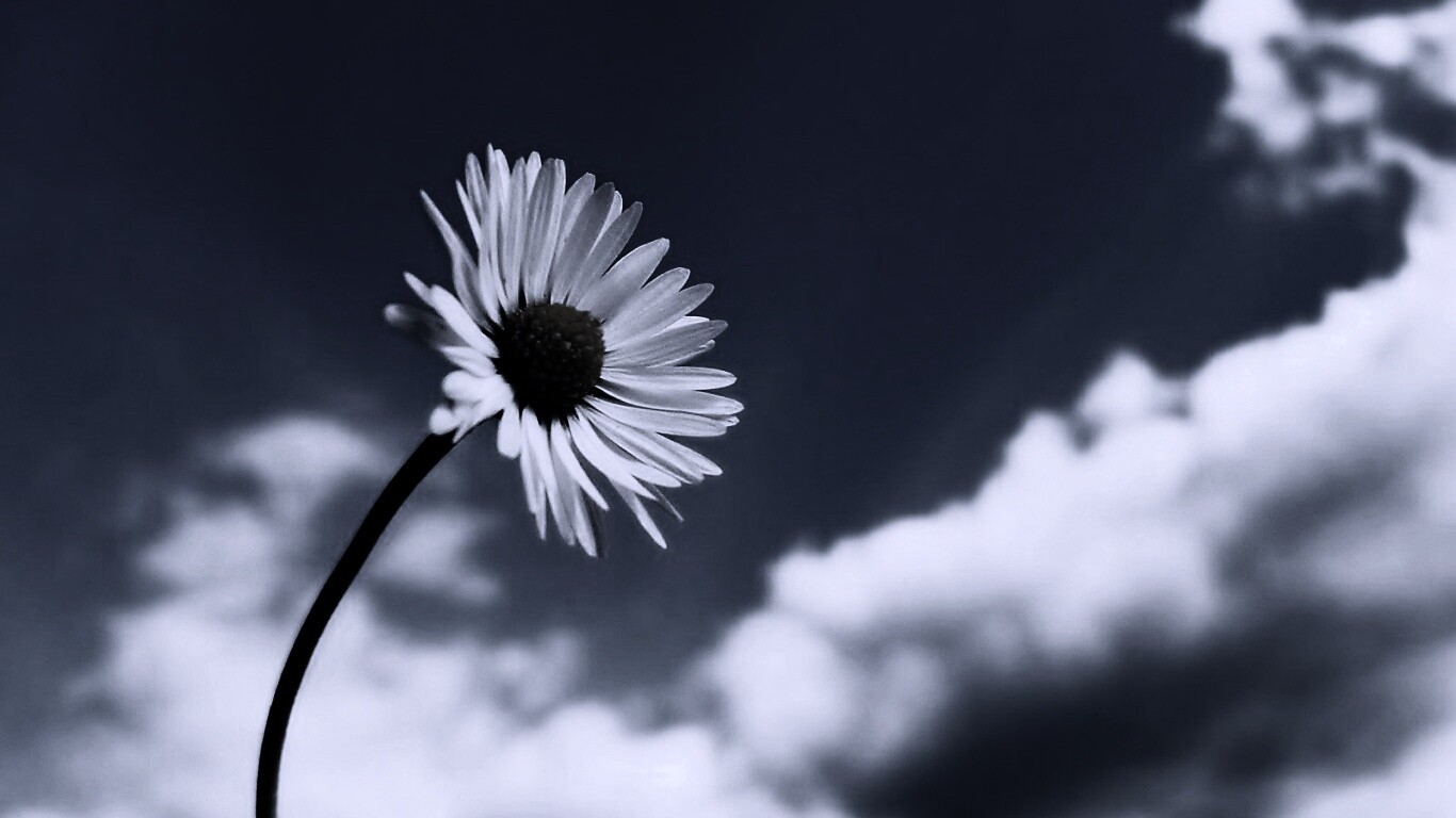 Ромашка на фоне неба обои