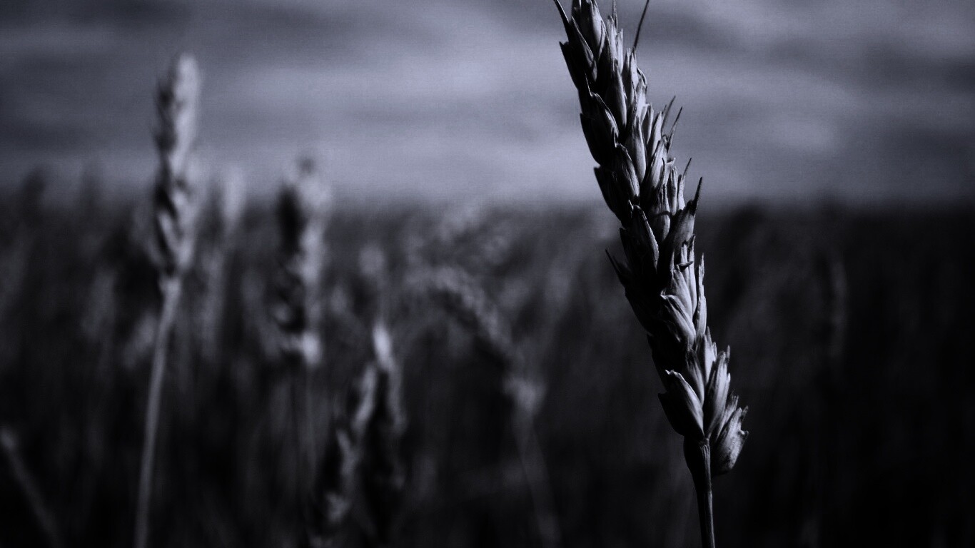 Колосок обои