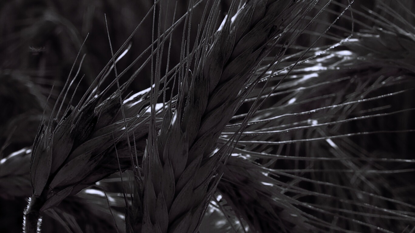 Зреющий колос обои