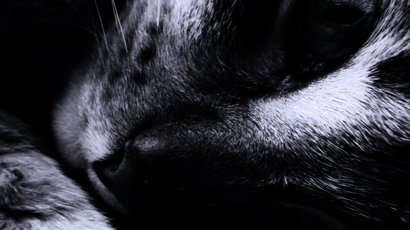 Мордашка кота крупным планом обои