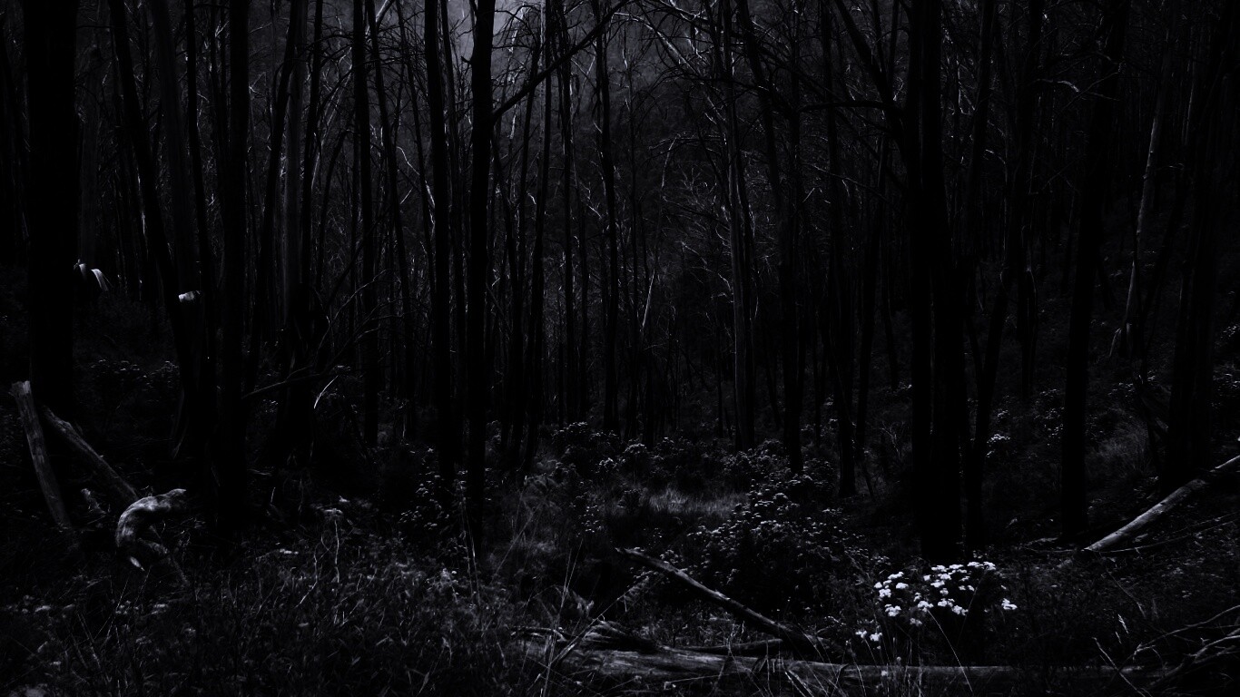 Мрачная чаща обои