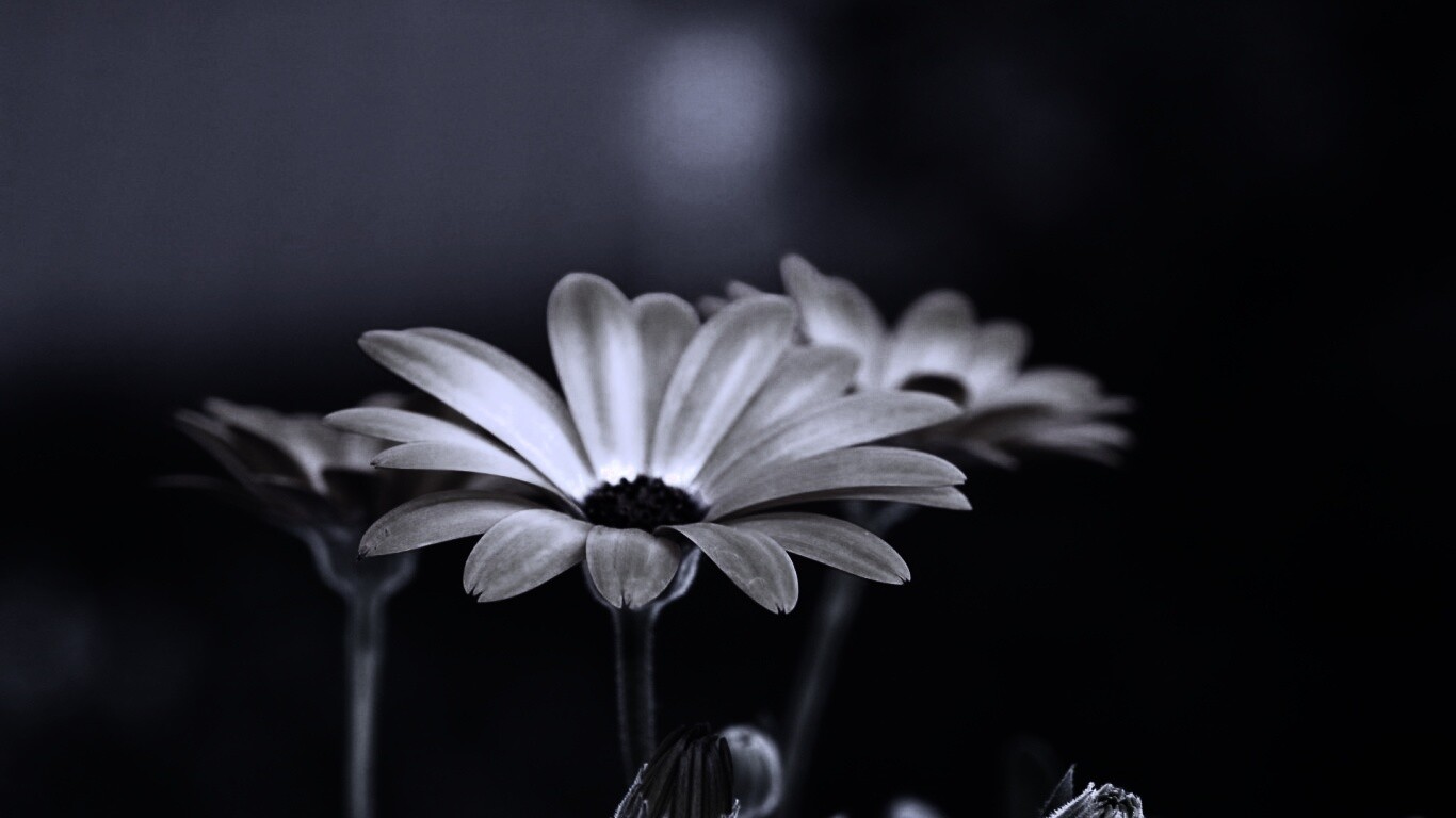 Три желтых цветка обои