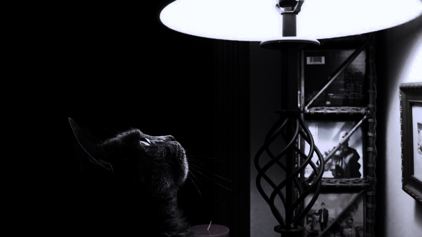 Кот смотрит под торшер обои