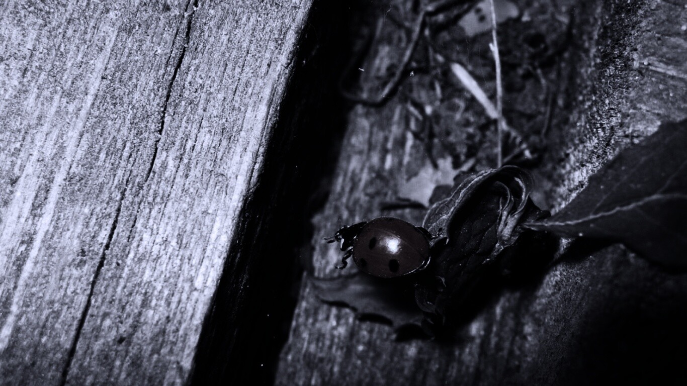 Божья коровка обои