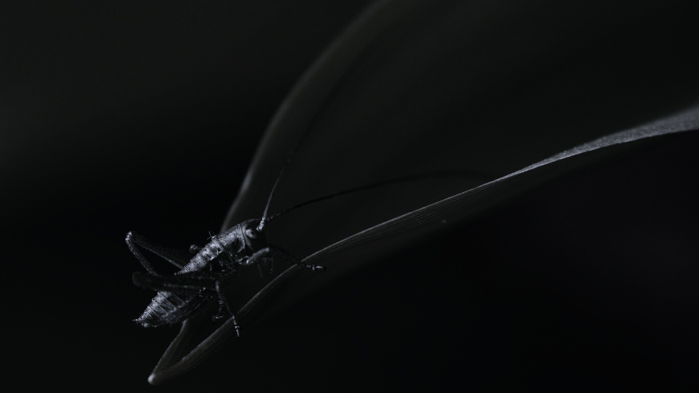 Кузнечик на листике обои