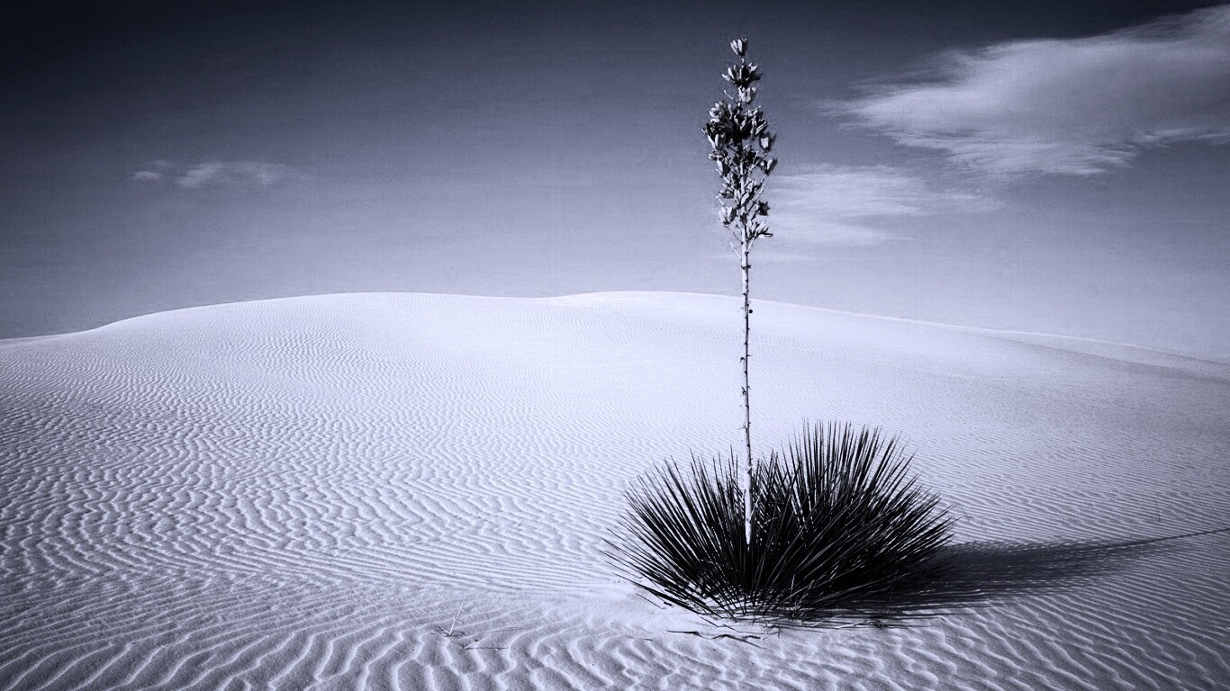 Растение среди пустыни обои