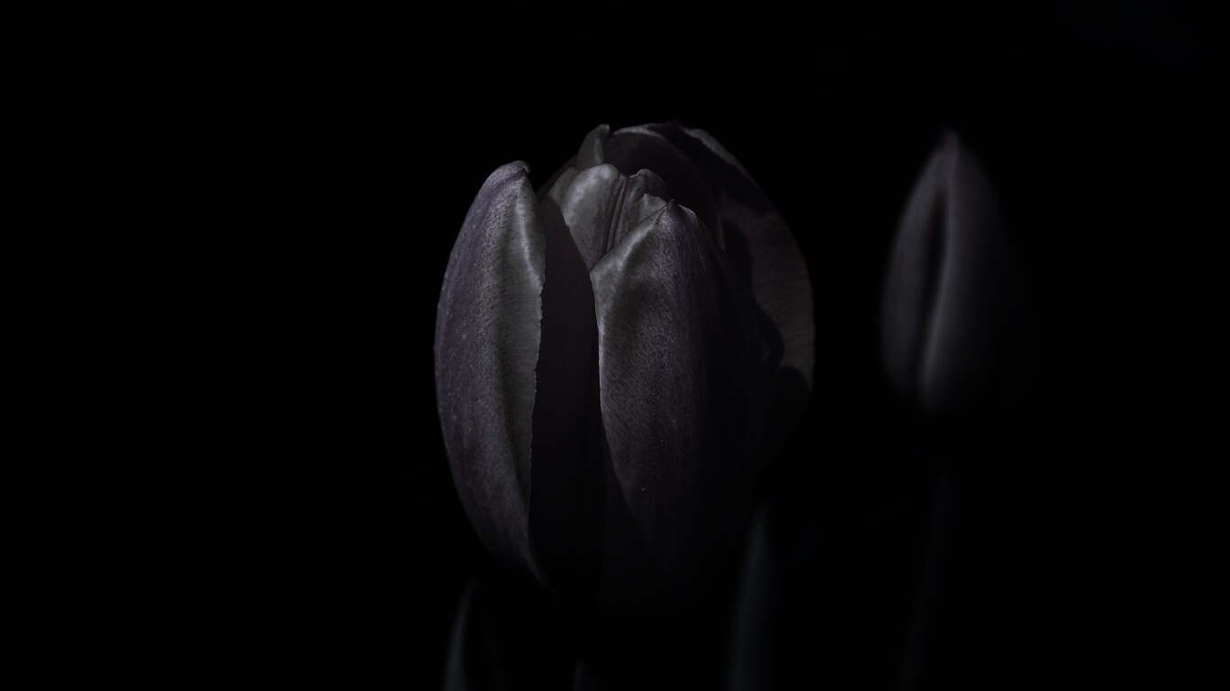 Распускающийся тюльпан обои