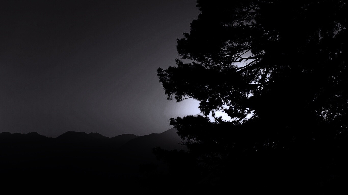 Силуэт дерева на закате обои