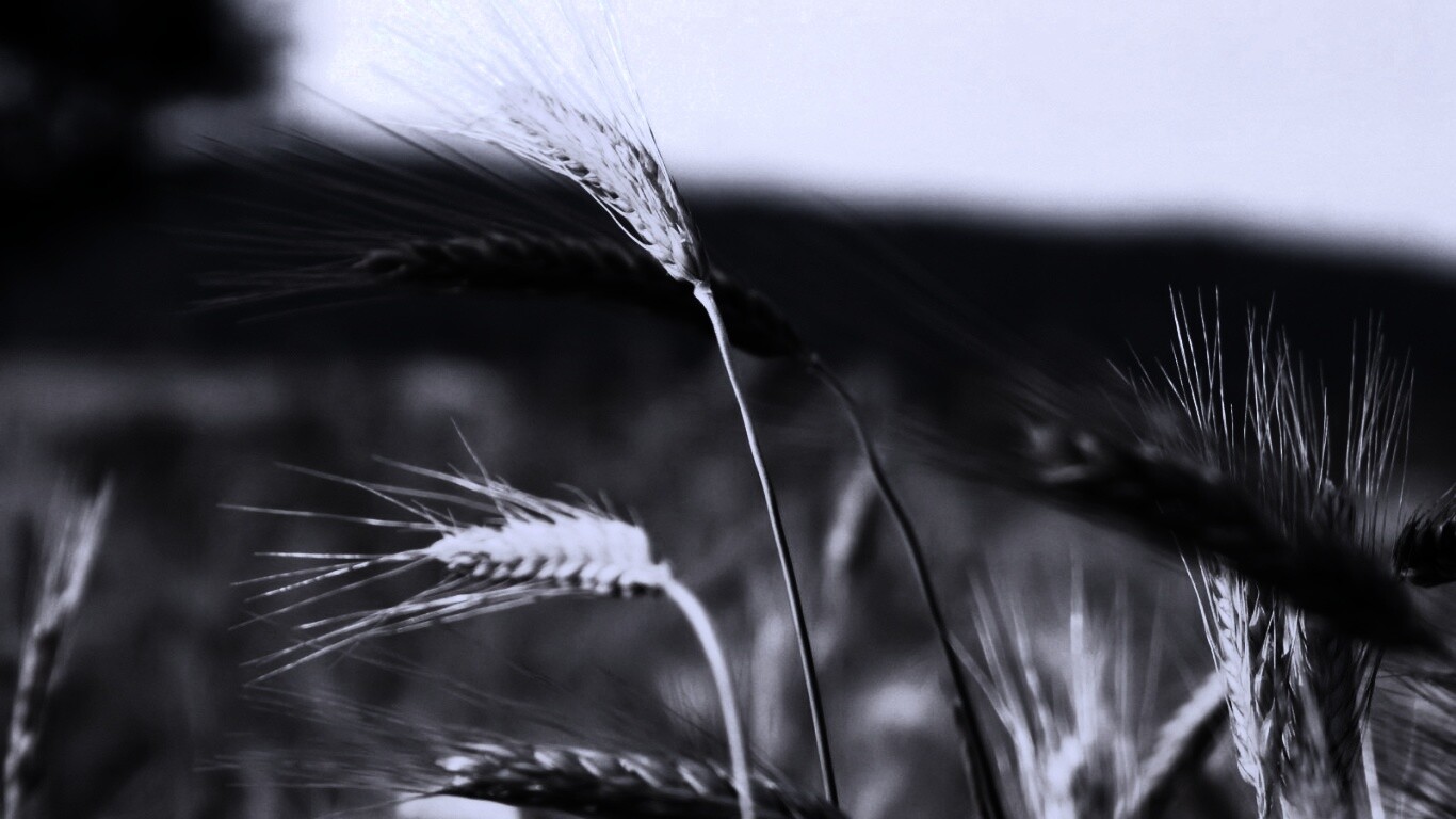 Колоски на ветру обои