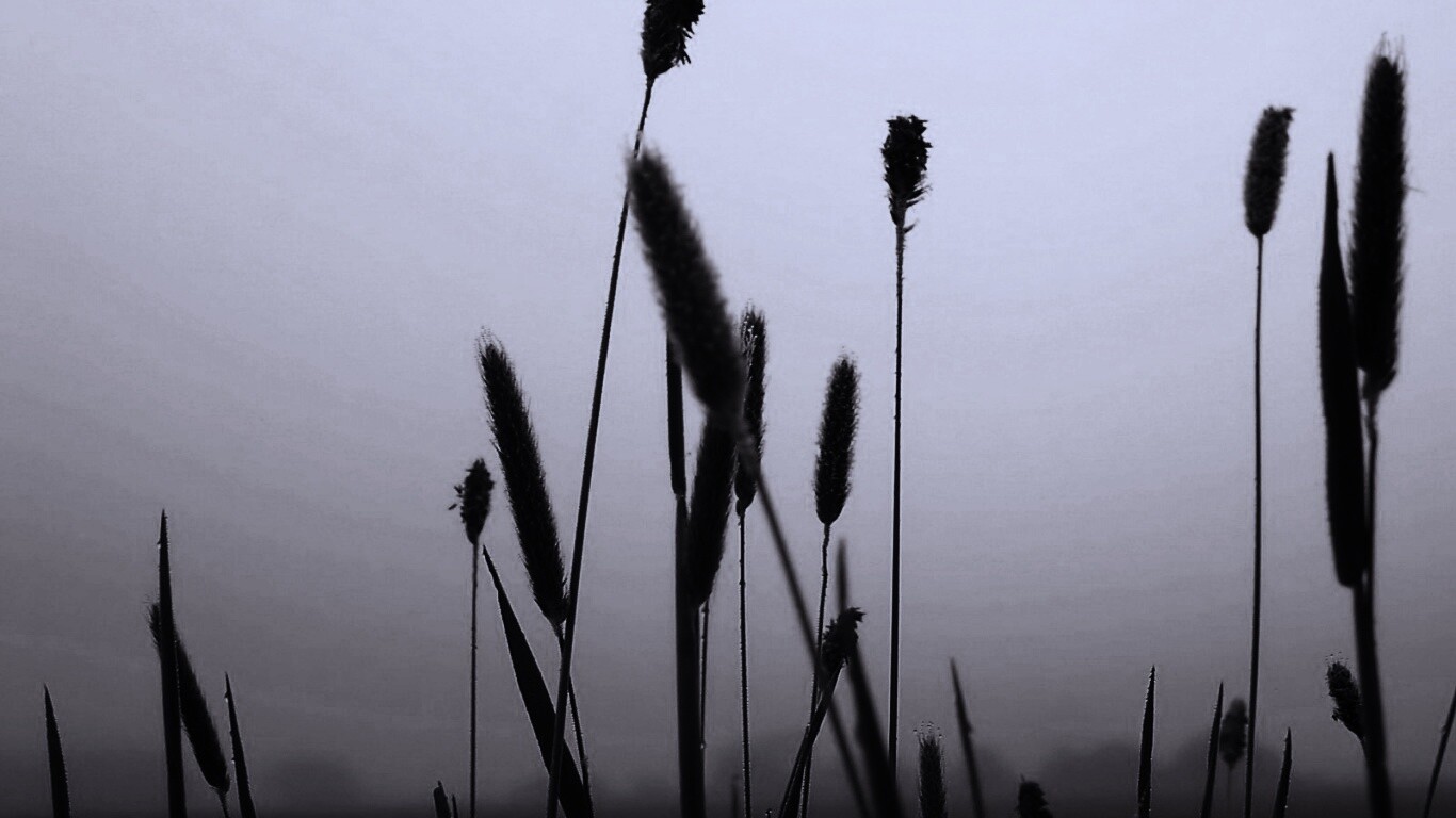 Травинки на фоне золотого неба обои