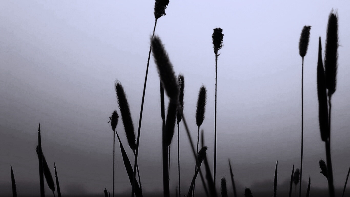 Травинки на закате обои