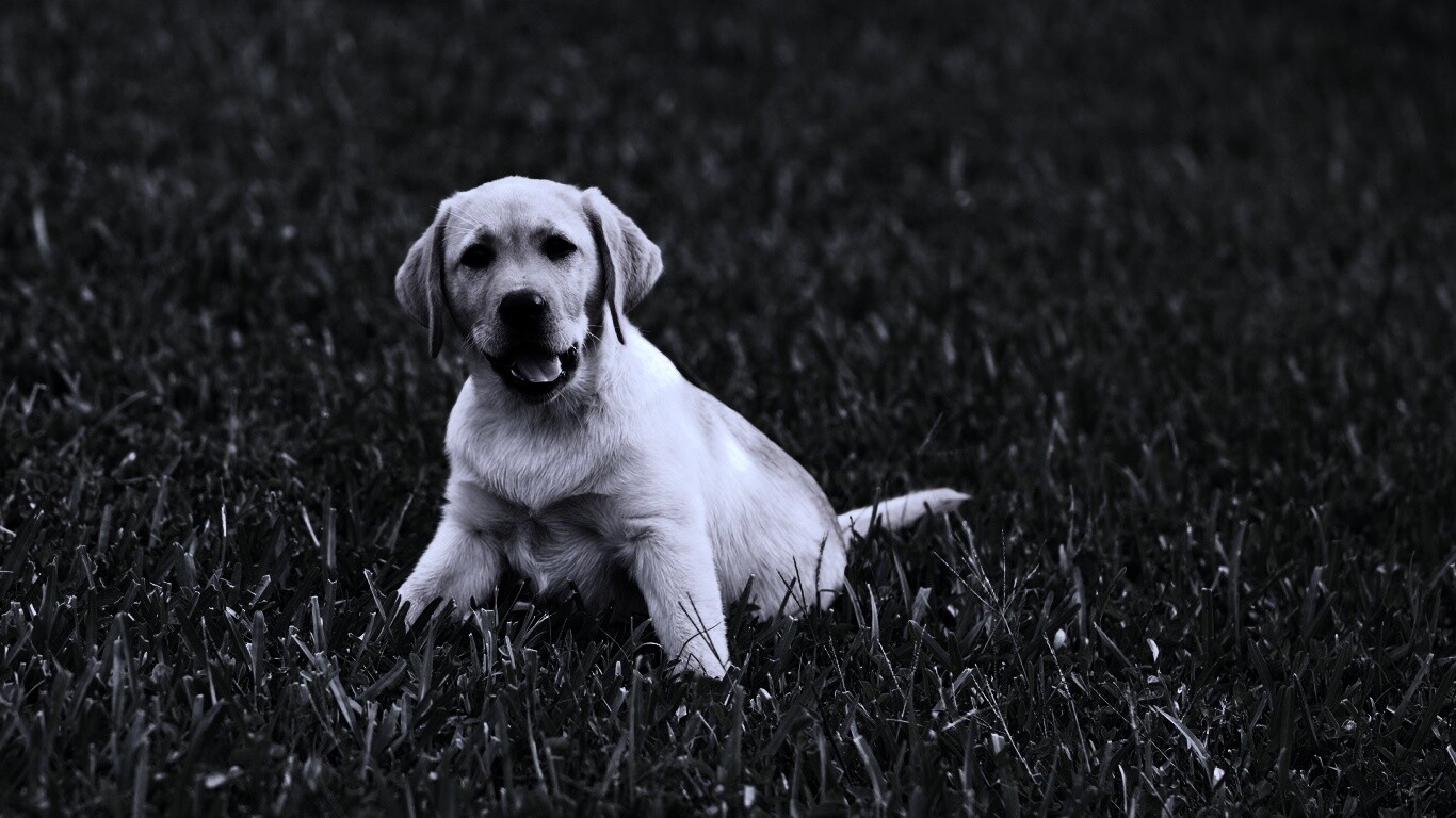 Щенок лабрадора в траве обои
