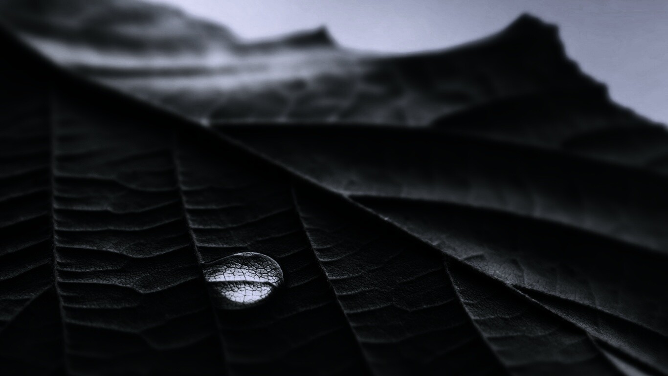 Капля на листе обои