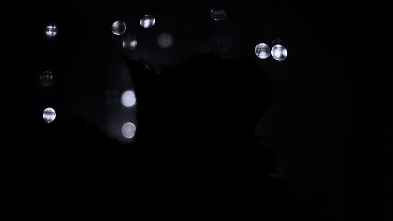 Силуэт черного кота обои