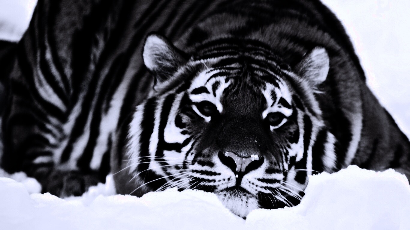 Тигр в снегу обои