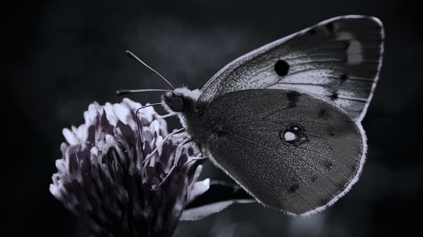 Бабочка на клевере обои