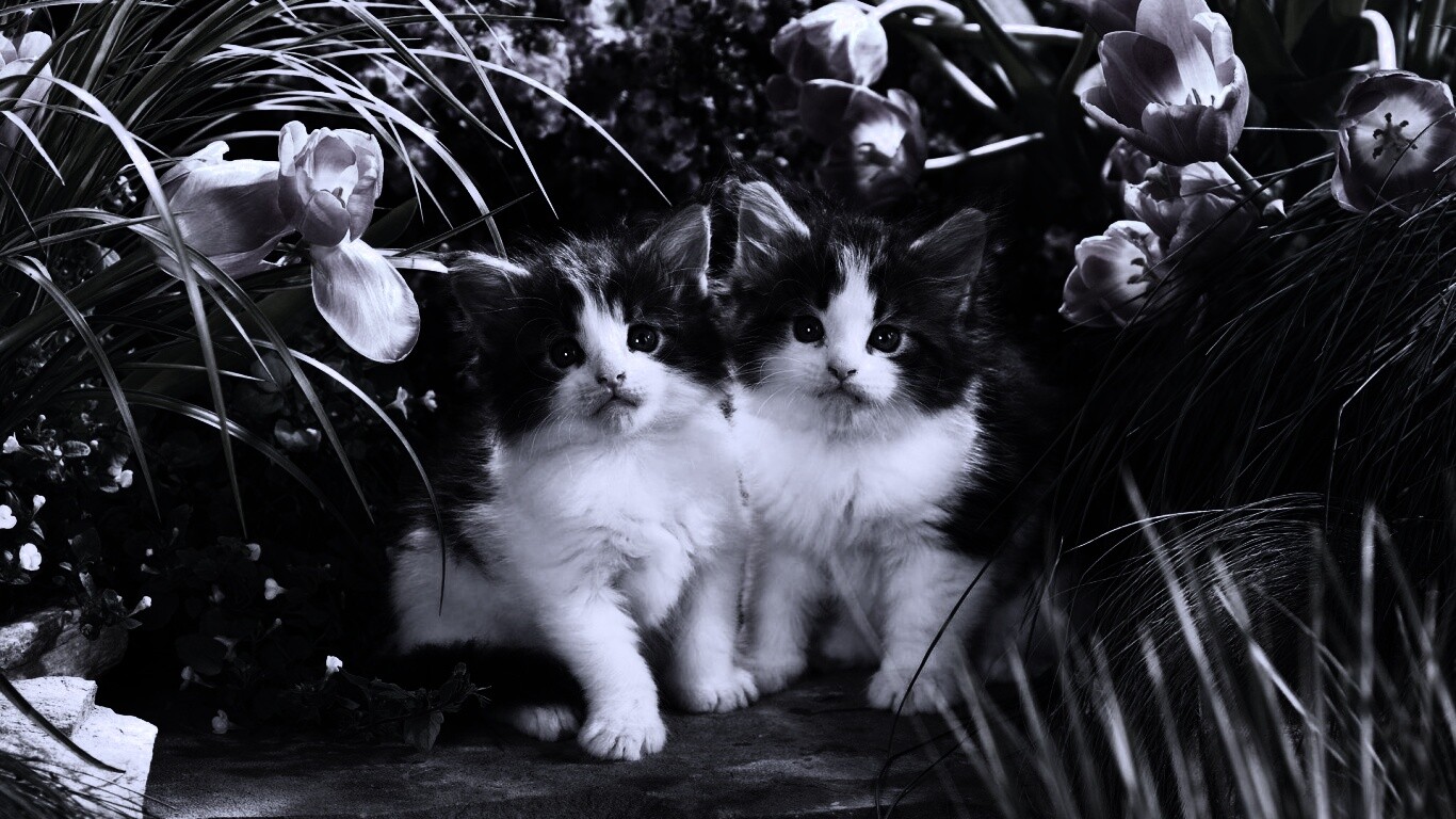 Котята в цветах обои