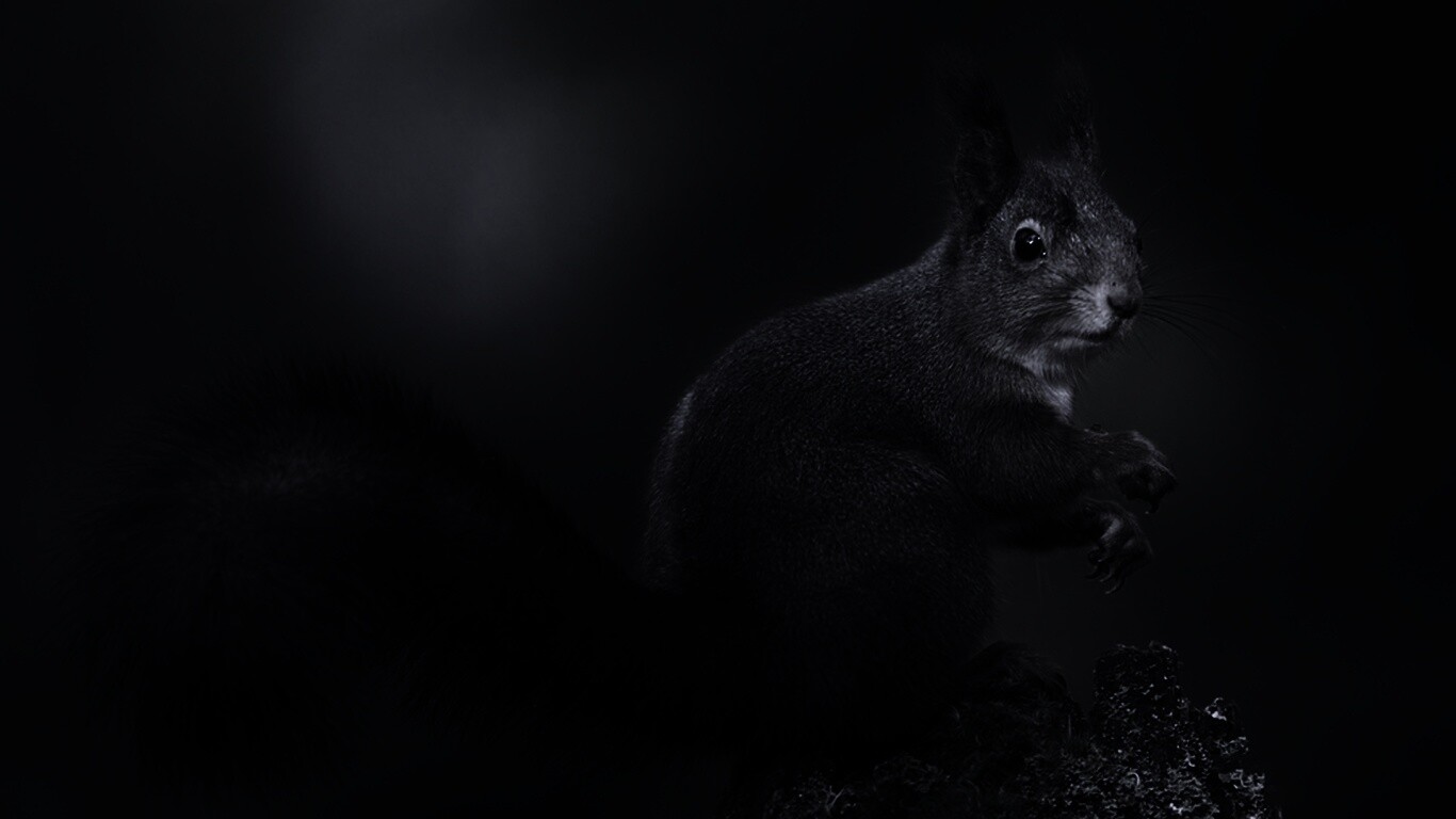 Белку застали врасплох обои