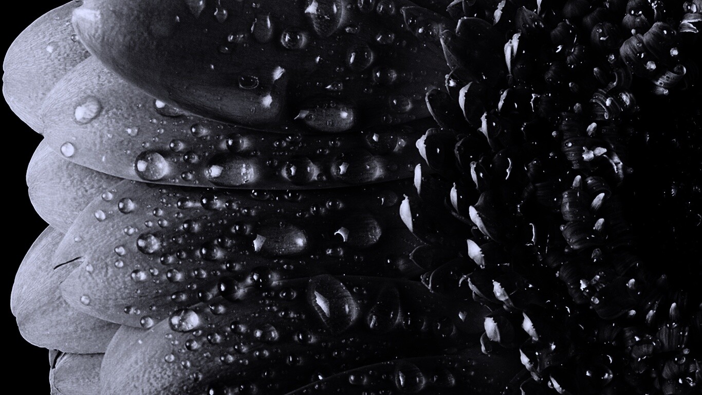 Капли на лепестках гербера обои