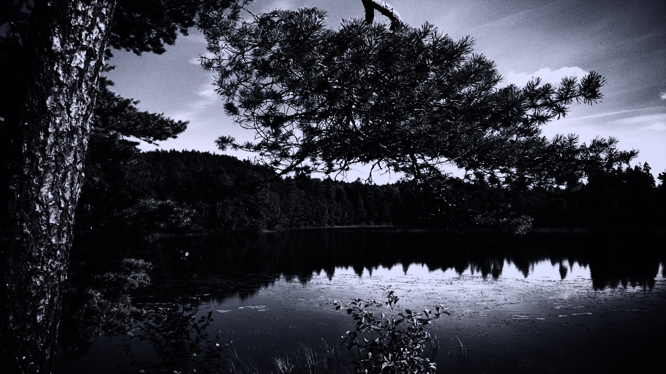 Ветка сосны над озером обои