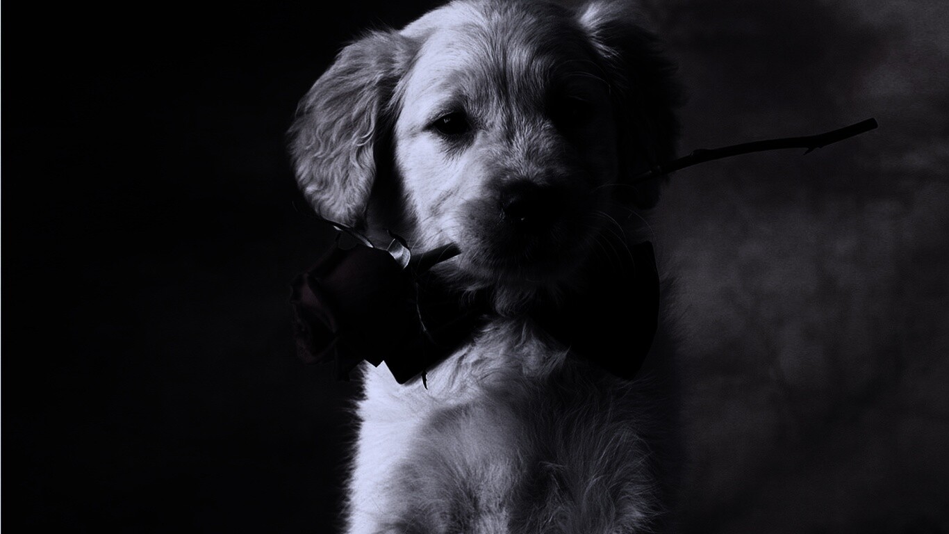 Щенок с розой в зубах обои