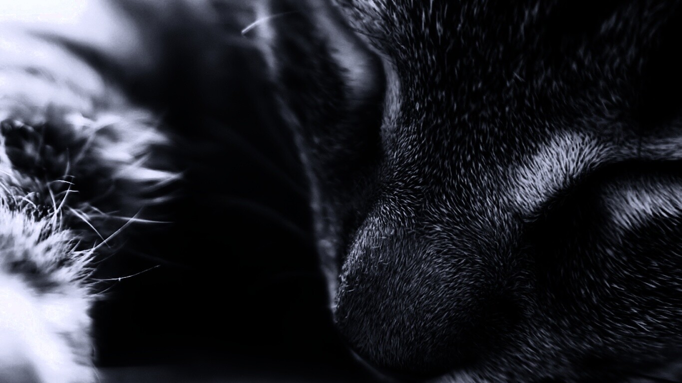 Мордочка кота обои