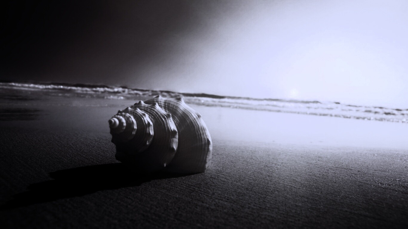 Золотистая ракушка обои