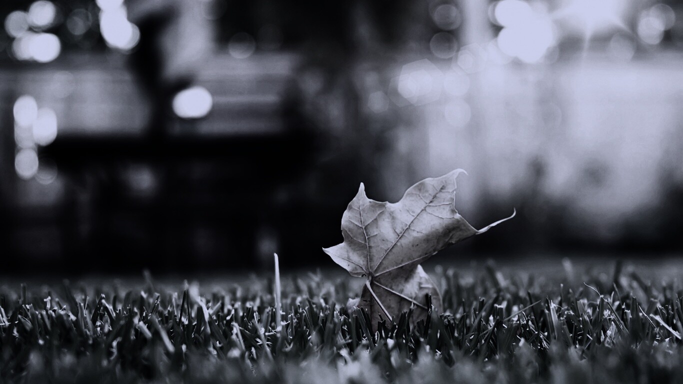 Зеленый лист на траве обои