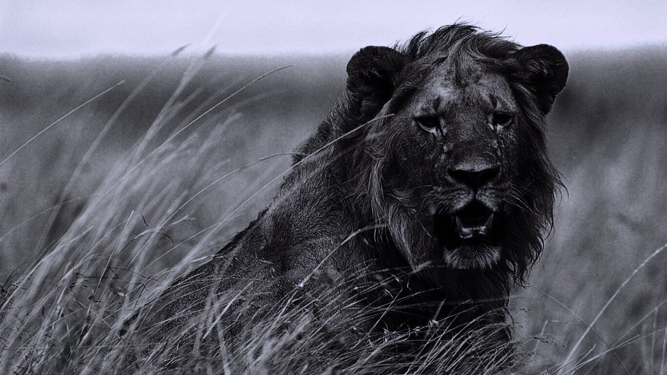 Ярко оранжевый лев обои