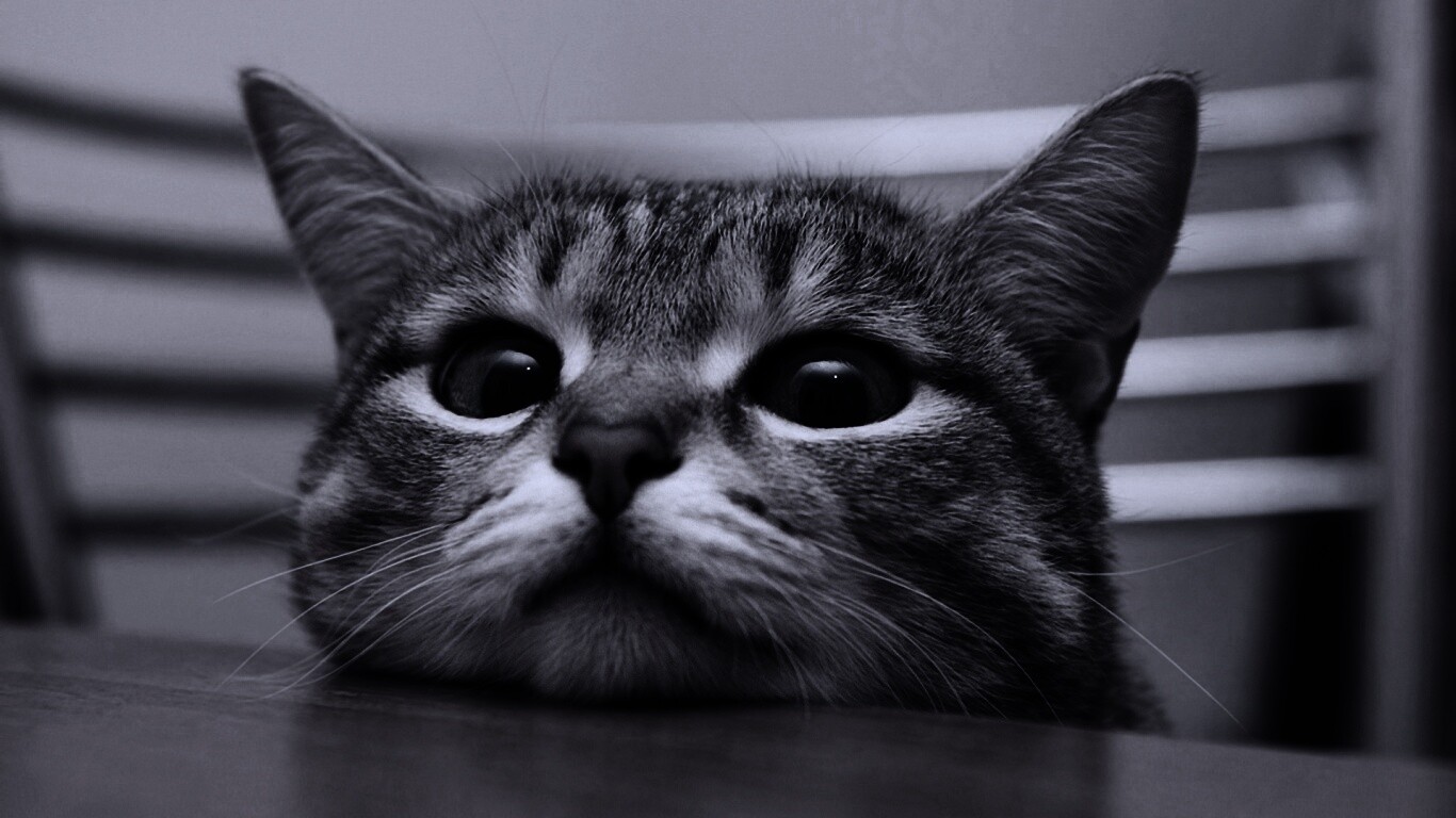 Любопытный котейка обои