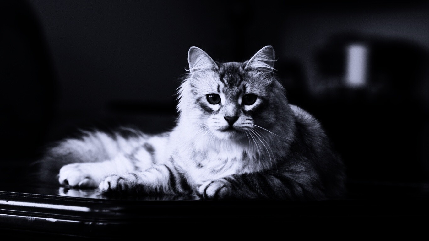 Кот благородных кровей обои