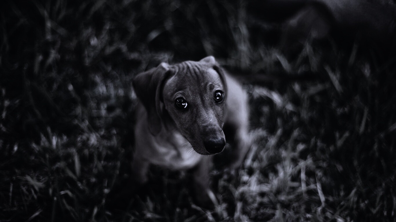 Маленькая милая такса обои