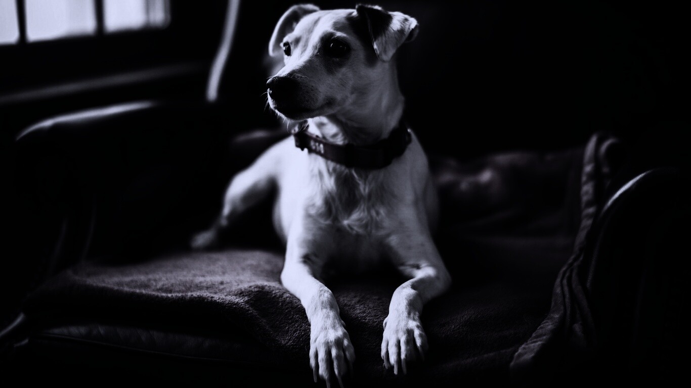Собака на кресле обои