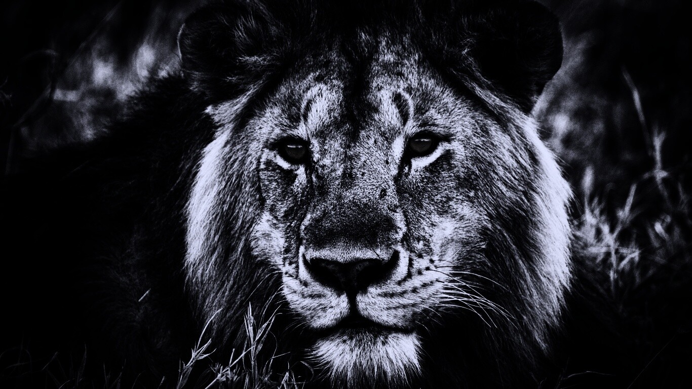 Гордый лев с горящими глазами обои