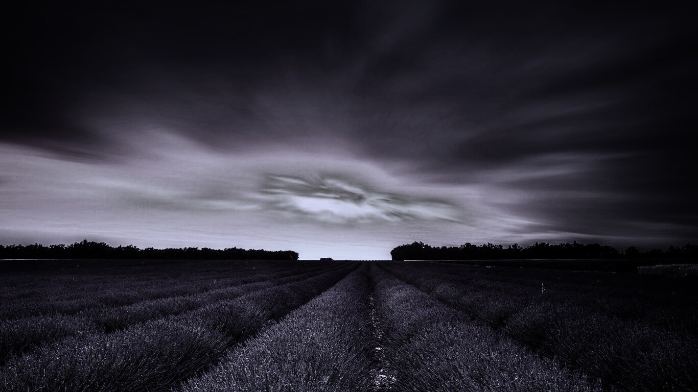 Поле фиолетовых цветов на закате обои