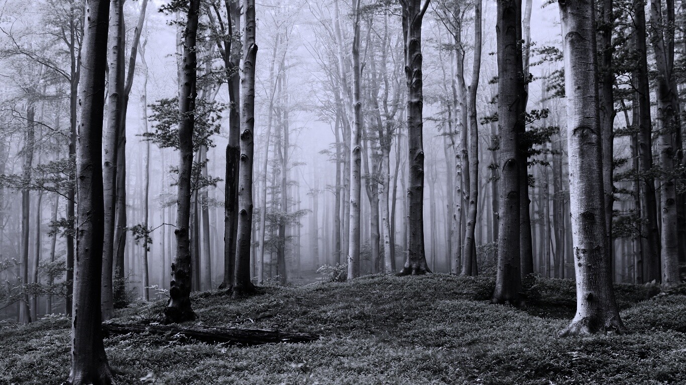 Опушка осинового леса обои