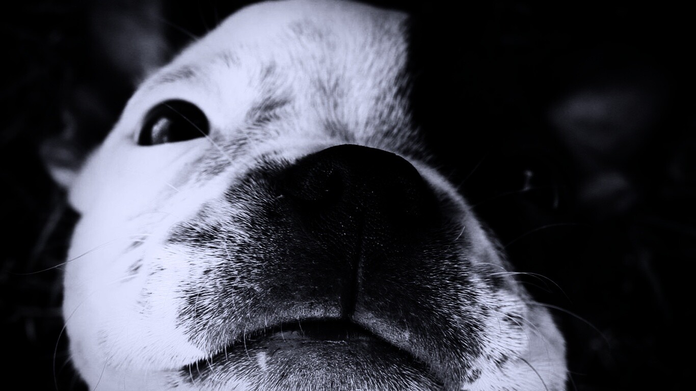 Бостонский терьер обои