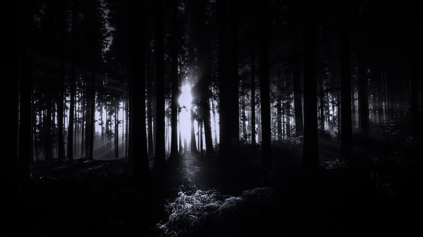 Свет пробивается сквозь стволы деревьев обои