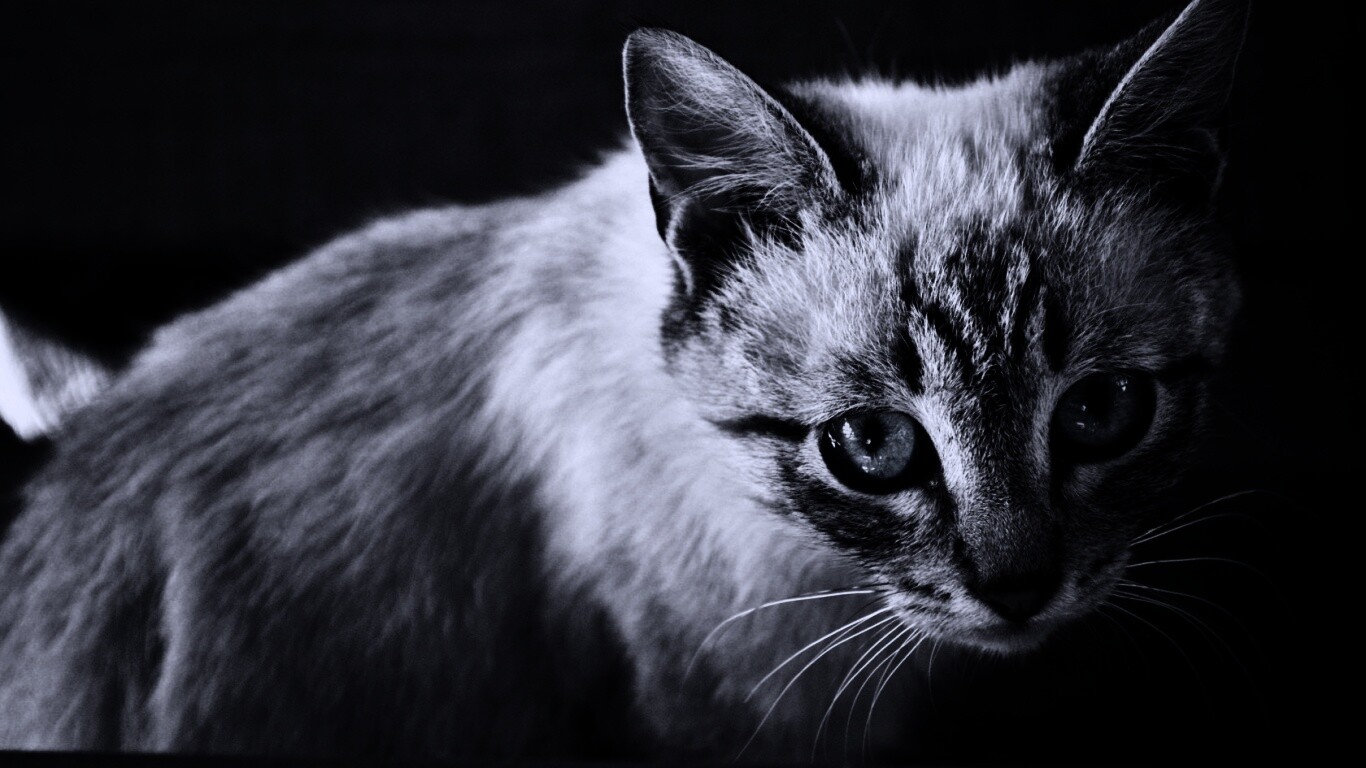 Котенок с синими глазами обои