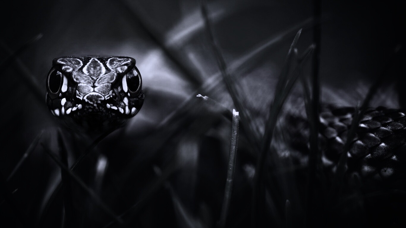 Змея в траве обои