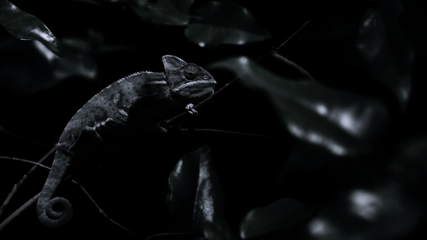 Хамелеон в листве обои