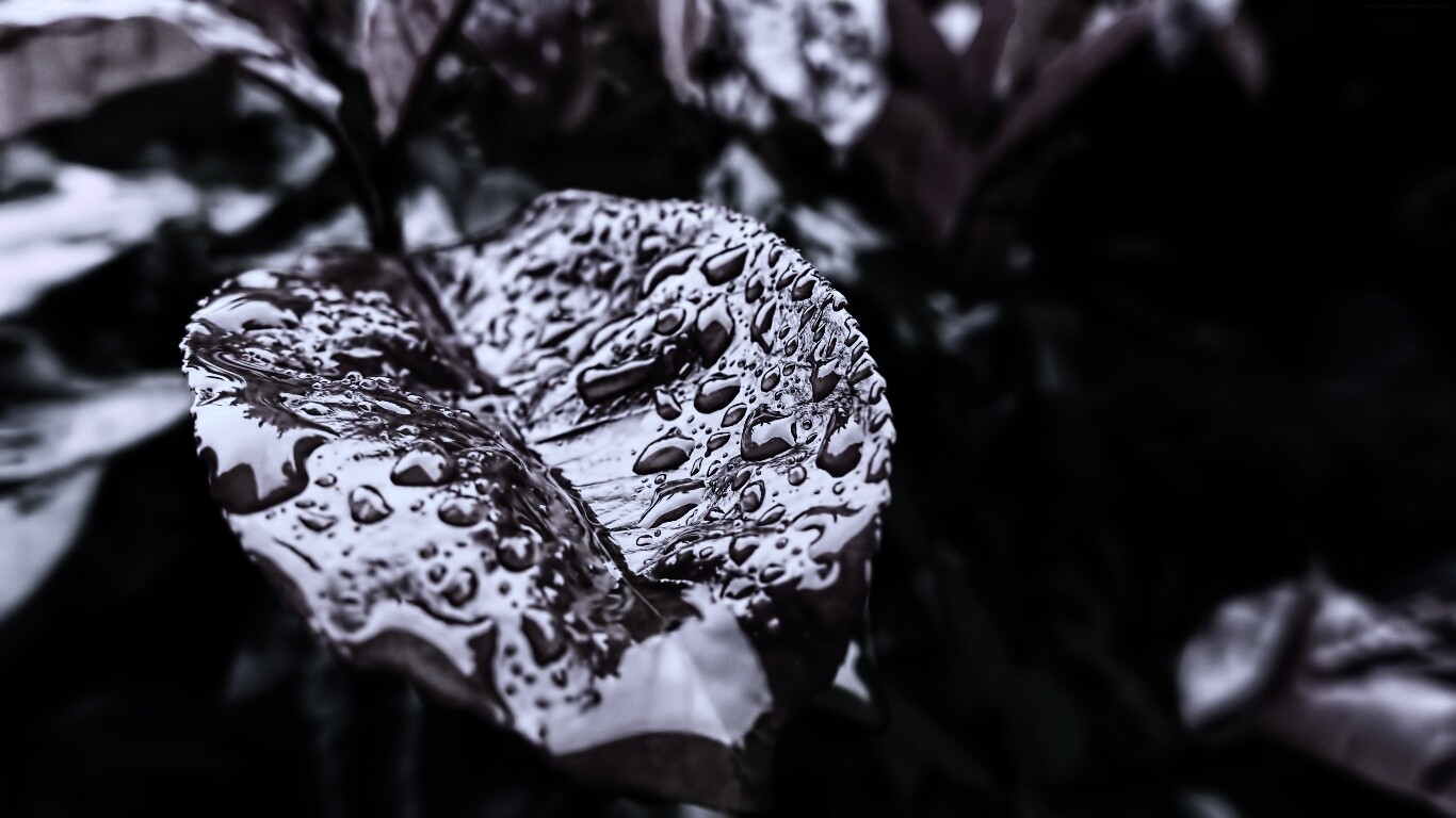 Красный лист в каплях воды обои