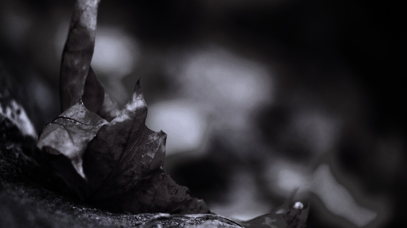 Пламенеющий осенний лист обои