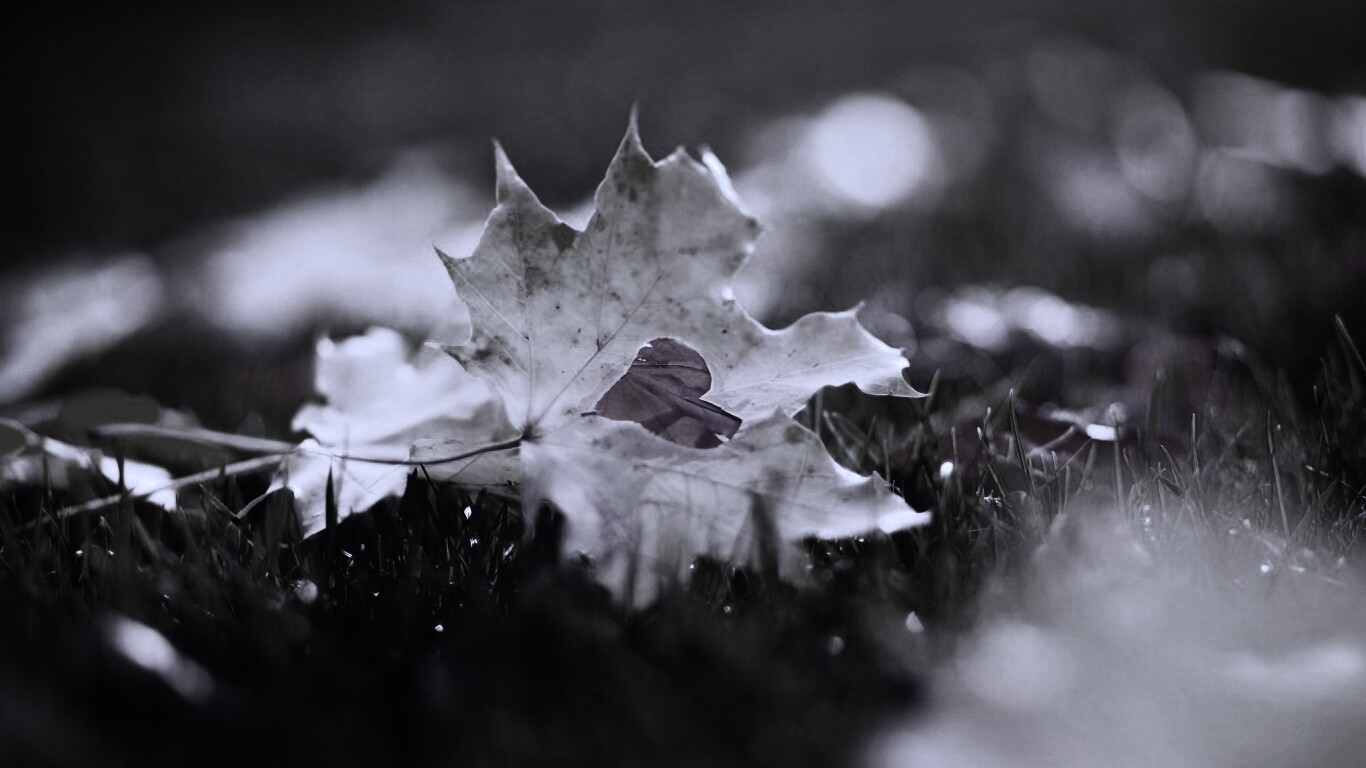 Листик в форме сердца обои