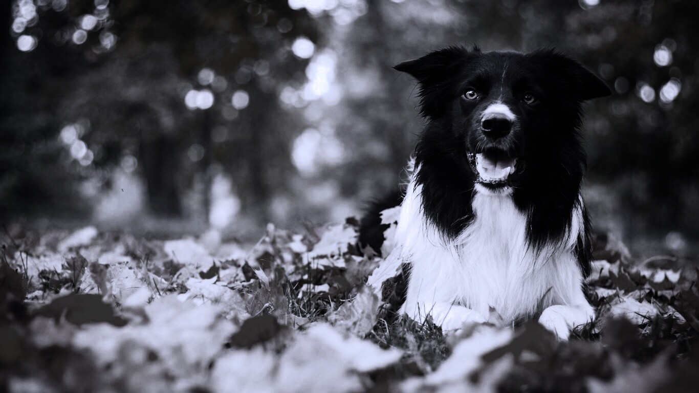 Пес среди листвы обои